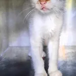 Kot do adopcji, Olsztyn, 28 lipca 2025