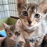 Kot do adopcji, Olsztyn, 27 czerwca 2025