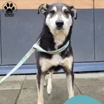 Znaleziono psa, Gdynia, 18 lipca 2025