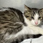 Znaleziono kota, Gdańsk, 6 sierpnia 2025