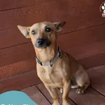 Znaleziono psa, Dąbrówka, 3 sierpnia 2025