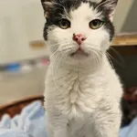 Znaleziono kota, Szczecin, 7 sierpnia 2025