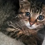 Kot do adopcji, Olsztyn, 28 lipca 2025