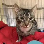 Znaleziono kota, Gdynia, 18 lipca 2025