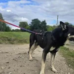 Pies do adopcji, Gorzów Wielkopolski, 3 sierpnia 2025