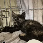 Znaleziono kota, Gdynia, 19 lipca 2025