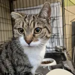 Znaleziono kota, Gdynia, 19 lipca 2025