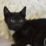 Kot do adopcji, Chełmek, 23 lipca 2025