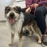 Znaleziono psa, Toruń, 3 sierpnia 2025