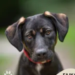 Pies do adopcji, Gdynia, 7 sierpnia 2025