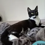 Kot do adopcji, Gdynia, 7 sierpnia 2025