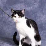 Kot do adopcji, Gdańsk, 8 sierpnia 2025