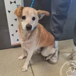 Przyjęty: 2025-08-06 Gmina: Radziechowy Wieprz Płeć: Pies Opis: mieszaniec, biszkoptowe