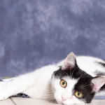 Kot do adopcji, Gdańsk, 8 sierpnia 2025