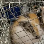 Znaleziono kota, Toruń, 2 sierpnia 2025