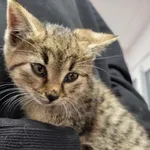 Znaleziono kota, Toruń, 2 sierpnia 2025