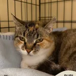 Kot do adopcji, Gdynia, 7 sierpnia 2025