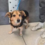 Przyjęty: 2025-08-06 Gmina: Brzeszcze Płeć: Pies Opis: mieszaniec, czarne - podpalane