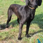 Pies do adopcji, Grudziądz, 26 lipca 2024