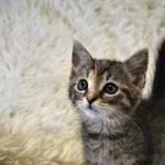 Kot do adopcji, Chełmek, 23 lipca 2025