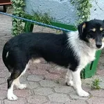 Znaleziono psa, Toruń, 2 sierpnia 2025