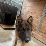 Pies do adopcji, Kraków, 25 lipca 2025