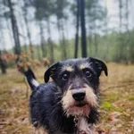 Pies do adopcji, Piła, 1 września 2020