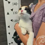 Kot do adopcji, Chełmek, 23 lipca 2025