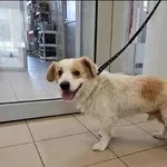 Znaleziono psa, Grudziądz, 10 sierpnia 2025