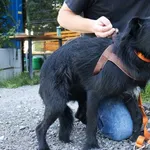 Znaleziono psa, Łódź, 9 sierpnia 2025