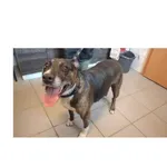 Znaleziono psa, Białystok, 9 sierpnia 2025