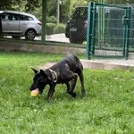 Pies do adopcji, Bydgoszcz, 10 sierpnia 2025