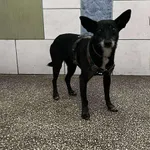 Pies do adopcji, Włocławek, 8 sierpnia 2025