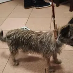 Pies do adopcji, Włocławek, 7 sierpnia 2025