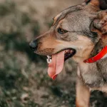 Pies do adopcji, Czartki, 8 sierpnia 2025