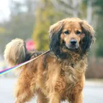 Pies do adopcji, Konin, 21 grudnia 2024