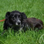 Pies do adopcji, Chełmek, 26 lipca 2025