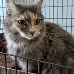 Znaleziono kota, Olsztyn, 10 sierpnia 2025