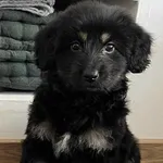 Znaleziono psa, Toruń, 9 sierpnia 2025