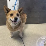 Znaleziono psa, Chełmek, 9 sierpnia 2025