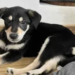 Znaleziono psa, Toruń, 9 sierpnia 2025