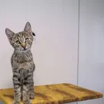 Kot do adopcji, Henrykowo, 20 czerwca 2025