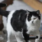 Kocurek poz. 25/298/K w DT