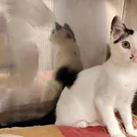 Kot do adopcji, Włocławek, 8 sierpnia 2025