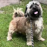 Pies do adopcji, Włocławek, 10 sierpnia 2025