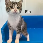 Kot do adopcji, Henrykowo, 21 czerwca 2025