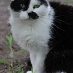 Kot do adopcji, Piła, 7 maja 2024