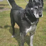 Pies do adopcji, Zgierz, 13 sierpnia 2025