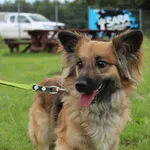 Pies do adopcji, Grudziądz, 23 lipca 2025