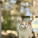 Kot do adopcji, Piła, 28 listopada 2024